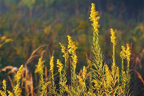 What Is The State Flower of Nebraska? - WorldAtlas