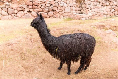 Peruvian Llama. Farm Of Llama,alpaca,Vicuna In Peru,South America ...