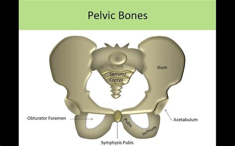 Serly Anjelina: ANATOMI PELVIS