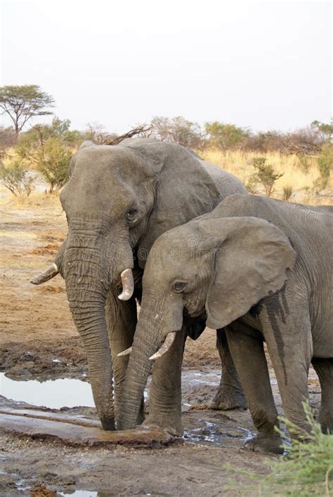 Elephants at a Watering Hole Stock Photo - Image of tusk, trunk: 125565974