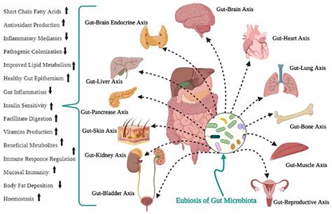 Human Gut Microbiota