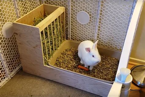 8 Amazing DIY Rabbit Litter Boxes You Can Make Today (With Pictures) | Hepper