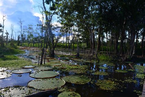 Big Victoria Regias Plants Over Lake Amazon Jungle Peru Stock Photos - Free & Royalty-Free Stock ...