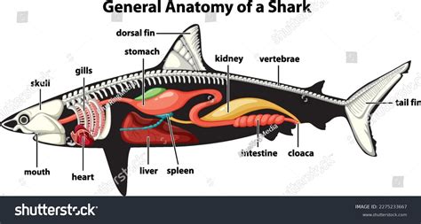 Shark Digestive System Diagram | The Best Porn Website