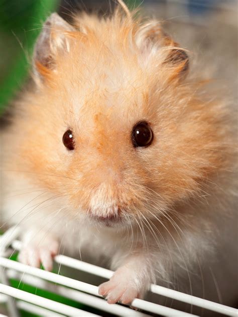 Teddy Bear Hamsters are animals that originate from the rodent family. Over the years hamsters ...