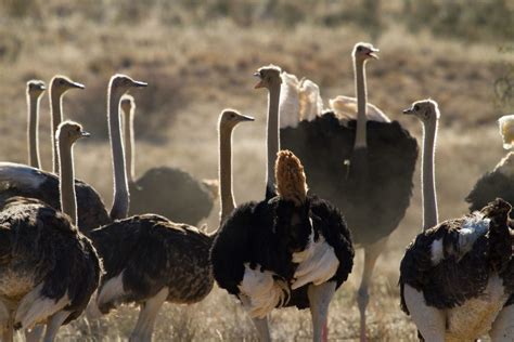 Ostrich Farm, Oudtshoorn | African Safari And Beach Holiday News