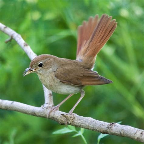 Nightingale | BTO - British Trust for Ornithology