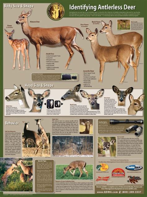 Identify Mature Does for Harvest: How to Age Antlerless Deer | Aging Bucks on the Hoof