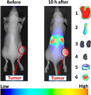 In vivo images of tumor-bearing mouse and di ff erent organs acquired ...