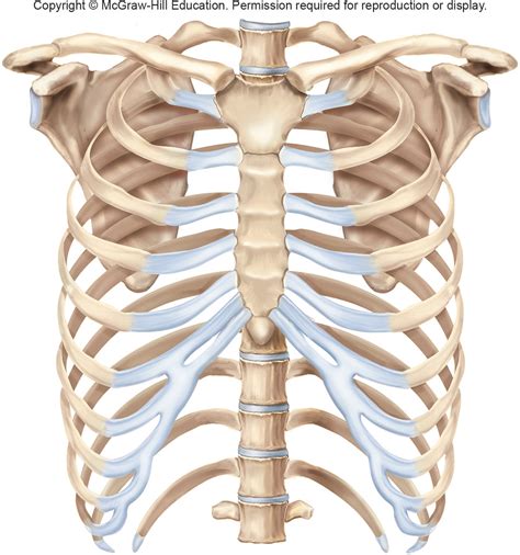 Labeled Rib Cage Diagram | Quizlet