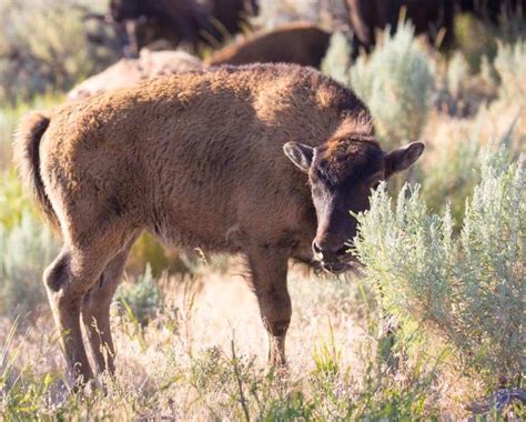 Yellowstone National Park, and its Wildlife