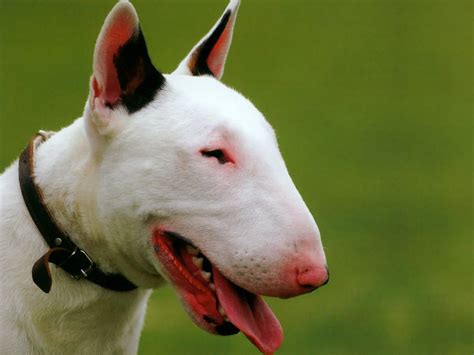 Bull Terrier - Dogs breeds | Pets