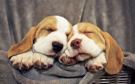 Basset hound puppies sweetly sleeping wallpapers and images ...