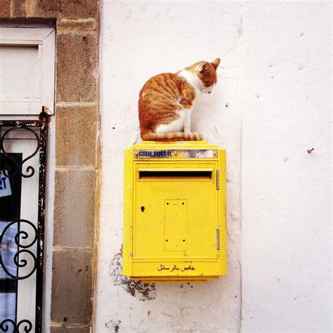 39 best Cats 'n Mailboxes... images on Pinterest | Cats, Kitty cats and Black cats