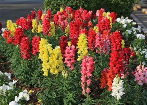 Snapdragons meet winter challenges | Mississippi State University Extension Service