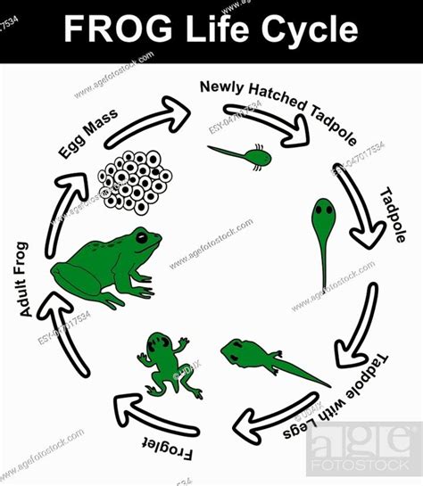 Wood Frog Life Cycle