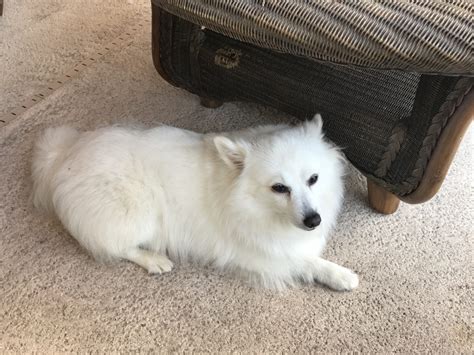 American Eskimo Dog Puppies For Sale | Port St. Lucie, FL #312889