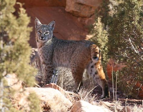 Bobcat - Lynx rufus - NatureWorks