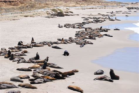 San Nicolas Island, Mugu Lagoon home to rare species