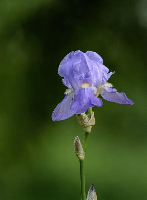 Tiny Purple Iris Flower 102020153690 Photograph by WildBird Photographs ...