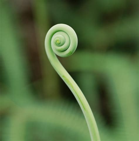 What Is a Fiddlehead Fern? | Taste of Home