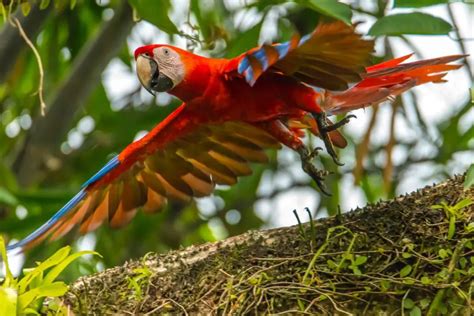 Sixteen Red Macaws Freed Into Their Natural Habitat ⋆ The Costa Rica News