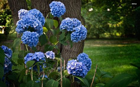 Blue Hydrangea Wallpaper - WallpaperSafari