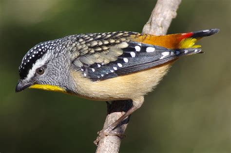 Spotted Pardalote (M) - PentaxForums.com