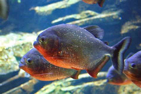 7 Fakta tentang Ikan Piranha, Benarkah Bisa Makan Manusia? - ICAL O-FISH