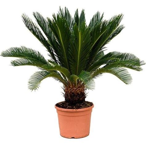 Tropical Plants – Latin Sourcing Import and Export