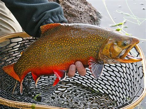 Brook Trout (Salvelinus fontinalis) - Species Profile