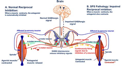 Details of Reciprocal inhibition and stiffness generation in SPS... | Download Scientific Diagram