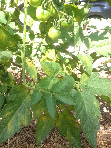 diseases - What are these yellow patches on the leaves of my tomato plants? - Gardening ...