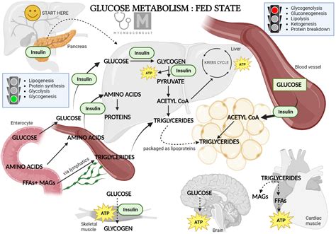 Role Of Insulin And Glucagon In Metabolism - My Endo Consult