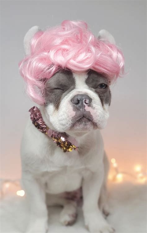 Pink Color Wig /pet Wig for Dog or Cat /halloween Pet Wig - Etsy