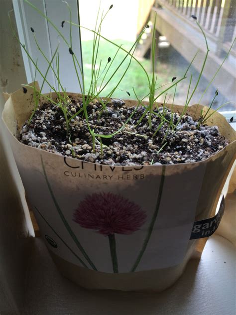 Chive Seed Planting: Tips For Growing Chives From Seed | Growing chives ...