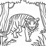 Fierce Tiger Stalking In The Jungle Coloring Page  Pagescom sketch template