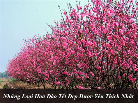 Những Loại Hoa Đào Tết Đẹp Được Yêu Thích Nhất