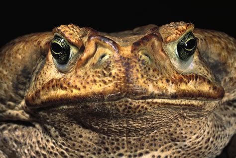 Cururu Toad Face Brazil Photograph by Pete Oxford