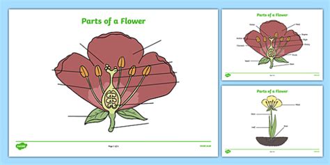 Draw And Label The Parts Of A Flower