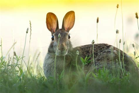 18 Wild Animals in the Netherlands [Wildlife in the Netherlands]