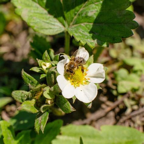 Strawberry Planting Guide (Updated 2022)