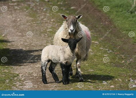 Lamb with ewe stock photo. Image of mother, lamb, spring - 67012154