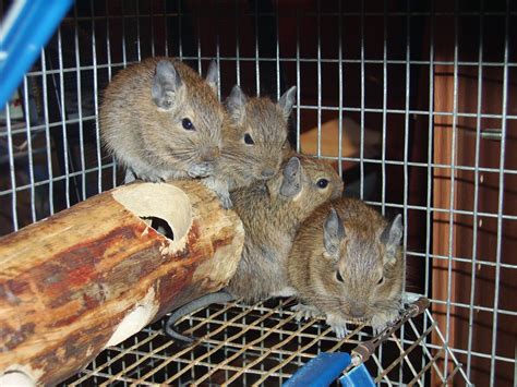 Degu Breeder list