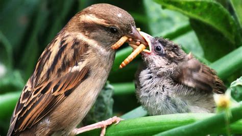 Can Baby Sparrows Eat Insects?