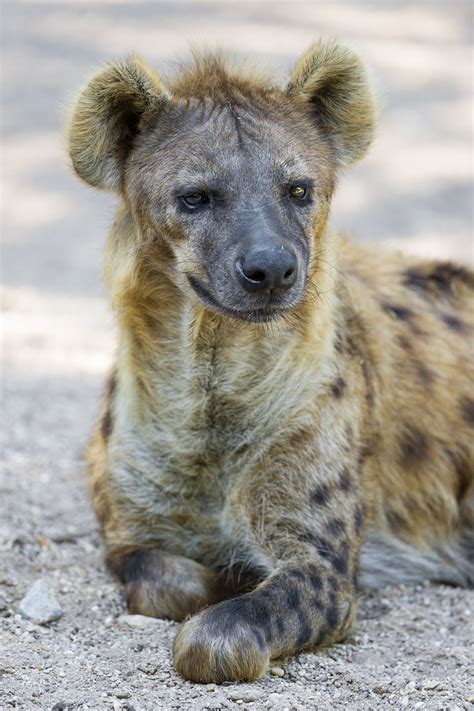 Lying male hyena | This is the male spotted hyena, he is qui… | Flickr