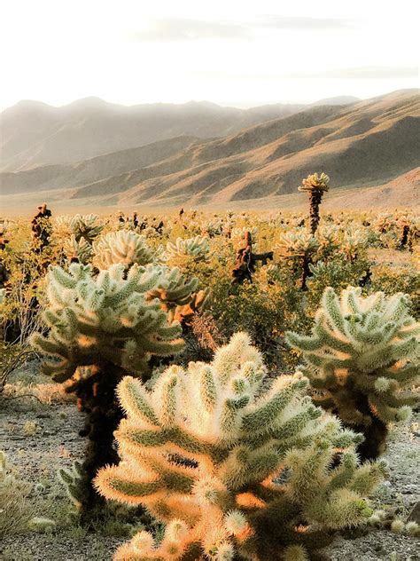 Mojave Desert Cactus Photograph by Trice Jacobs - Fine Art America