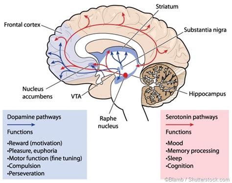 Non-protein Functions of Amino Acids