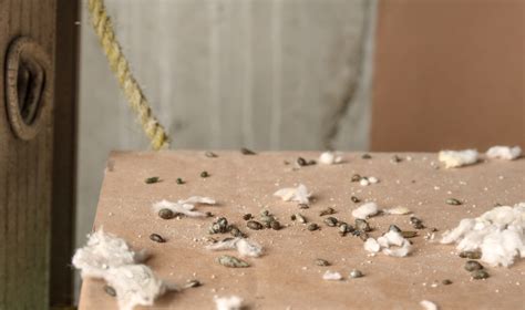 How to Identify Mouse Droppings | Hawx Pest Control