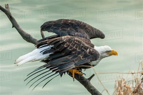 USA, Alaska, Chilkat Bald Eagle Preserve. Bald eagle taking flight ...